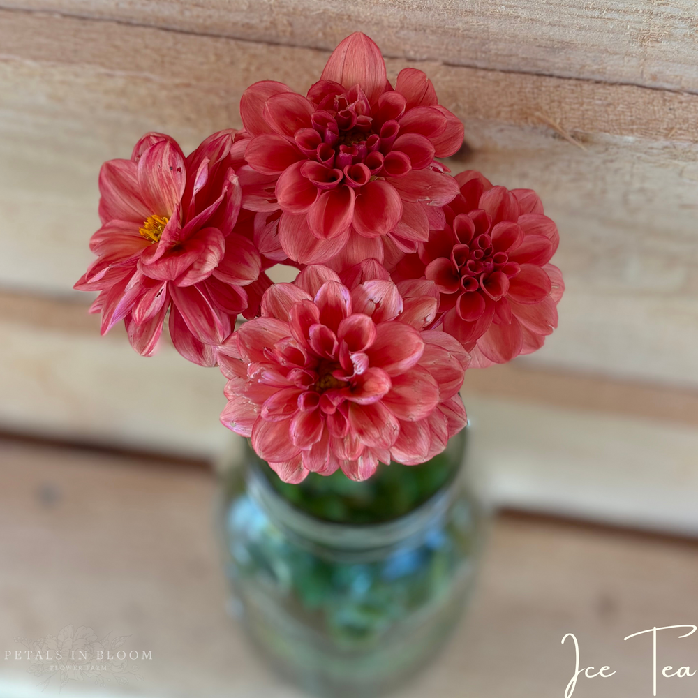 
                  
                    Ice Tea Dahlia Tuber
                  
                