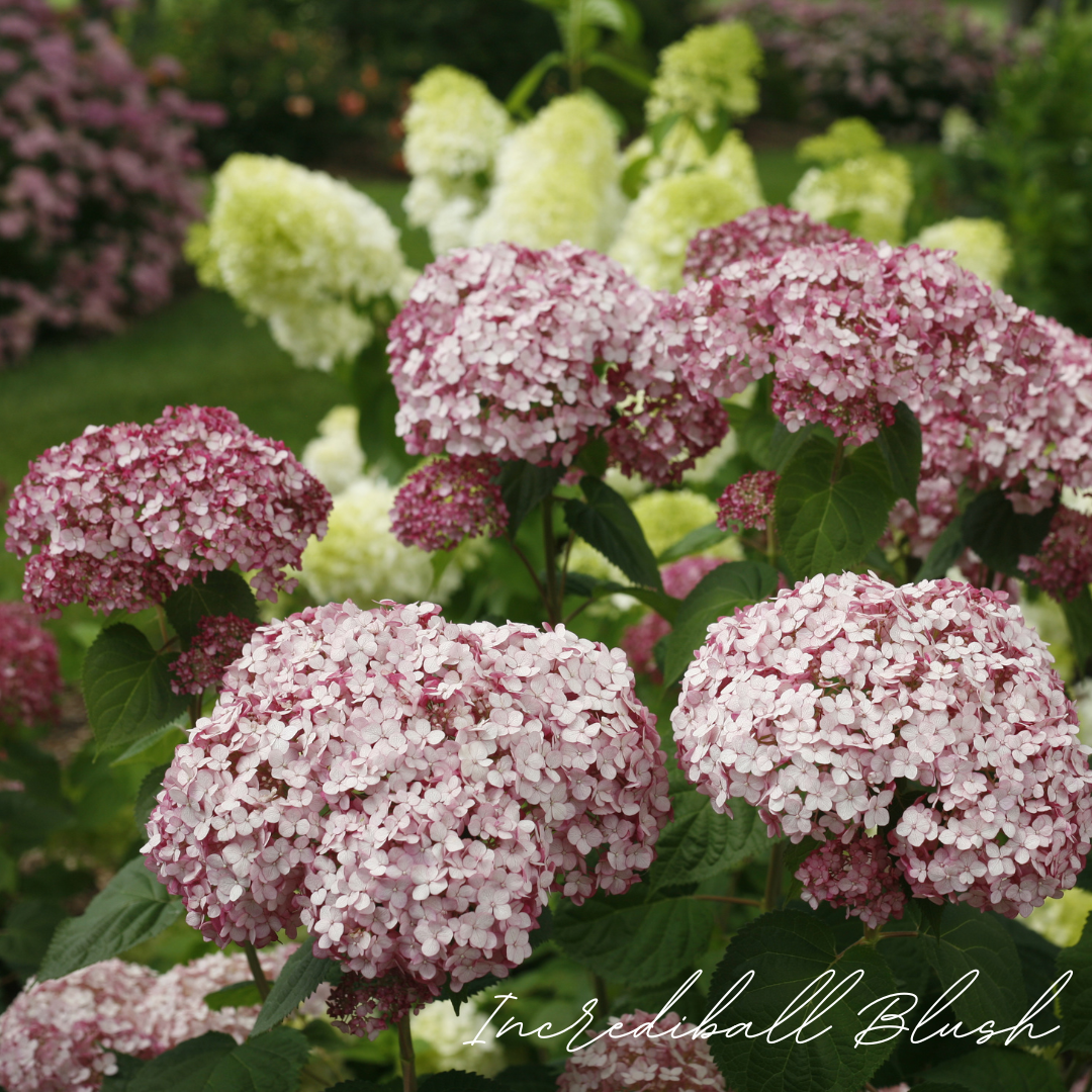 Incrediball Blush Hydrangea – Petals In Bloom Flower Farm