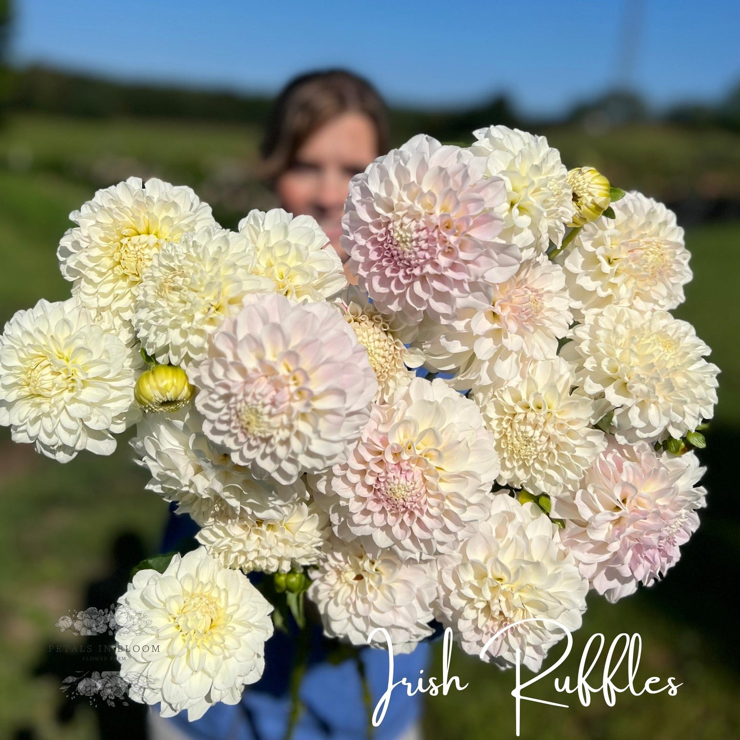 Dahlia Tubers – Tagged