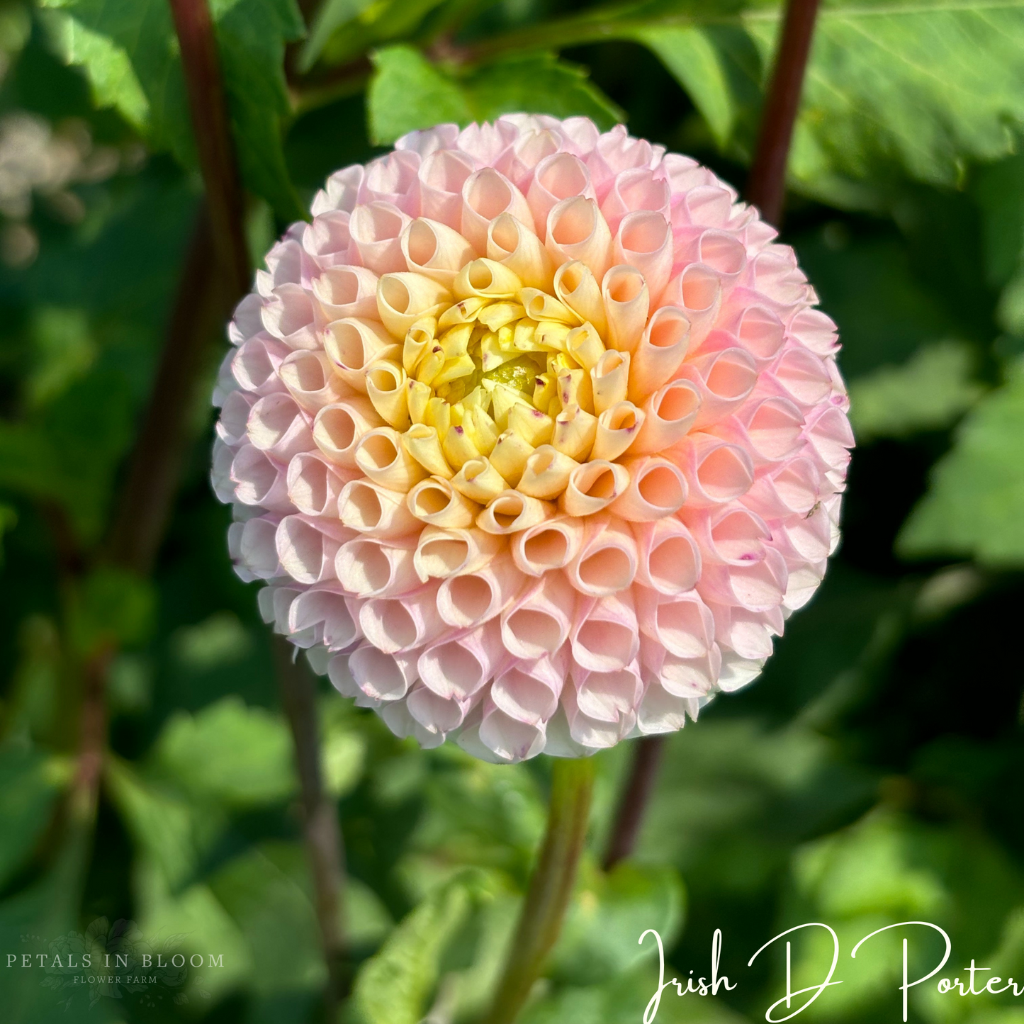 
                  
                    Irish D Porter Dahlia Tuber
                  
                