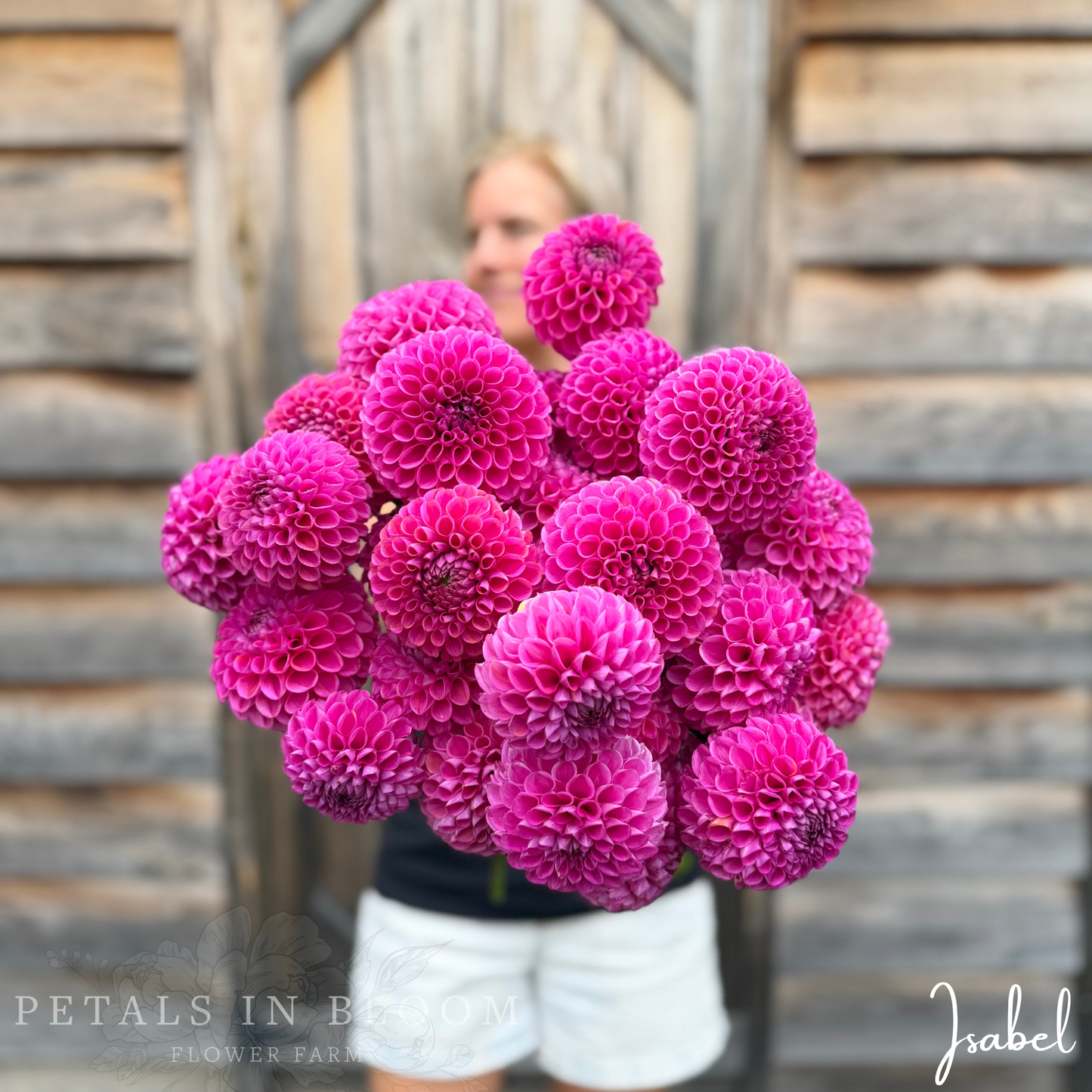 
                  
                    Isabel Dahlia Tubers
                  
                