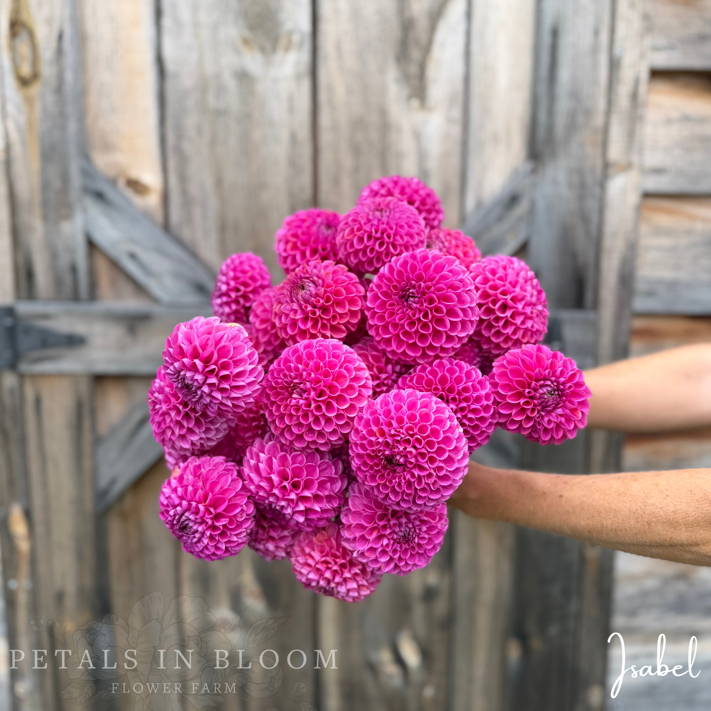 
                  
                    Isabel Dahlia Tubers
                  
                
