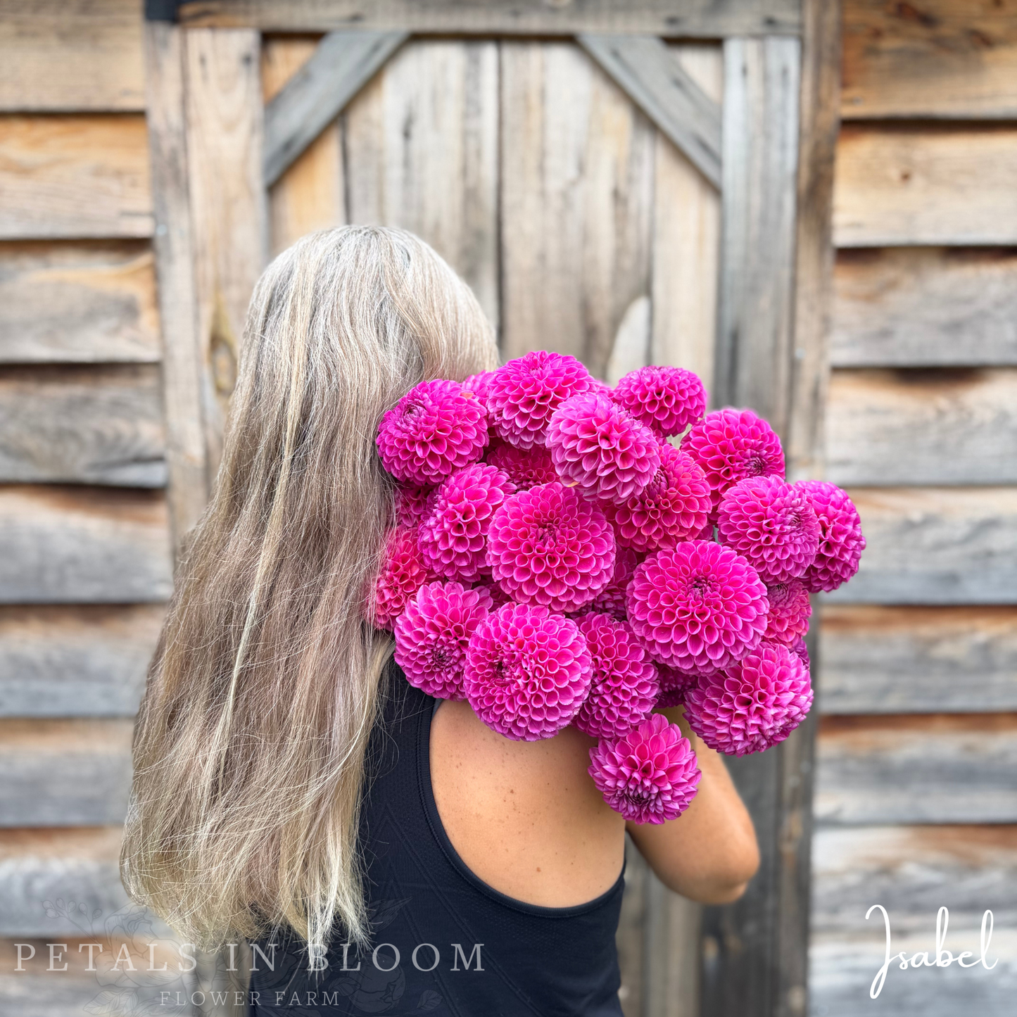 
                  
                    Isabel Dahlia Tubers
                  
                