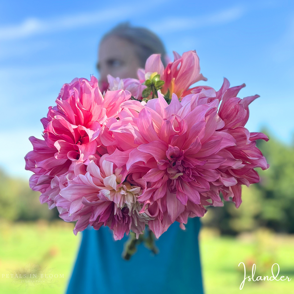 
                  
                    Islander Dahlia Tuber
                  
                