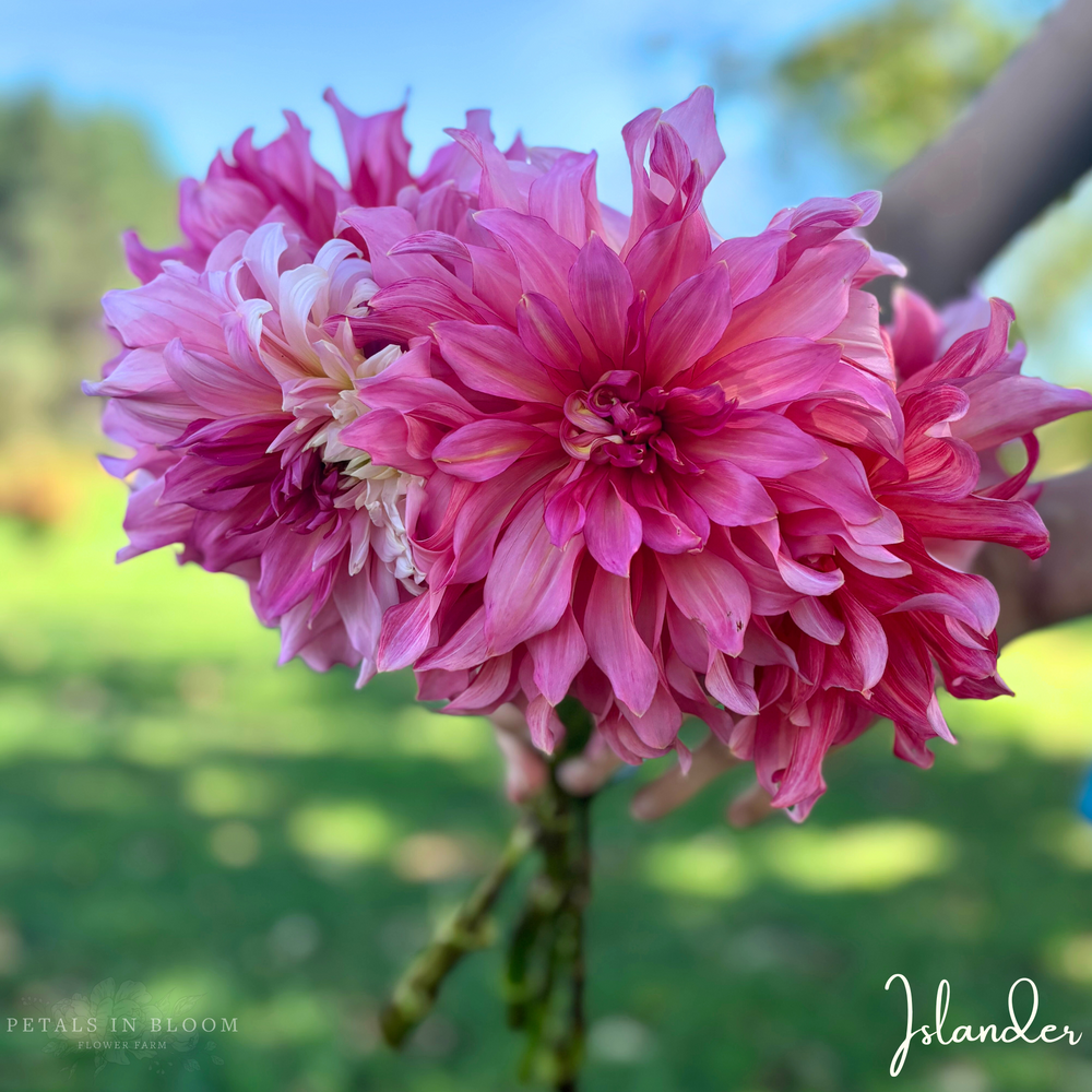 Islander Dahlia Tuber