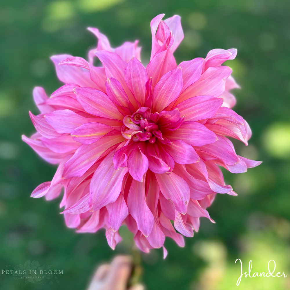 
                  
                    Islander Dahlia Tuber
                  
                