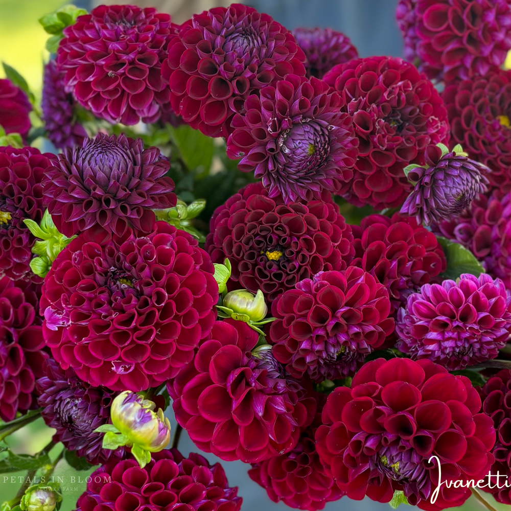 Ivanetti Dahlia Tubers