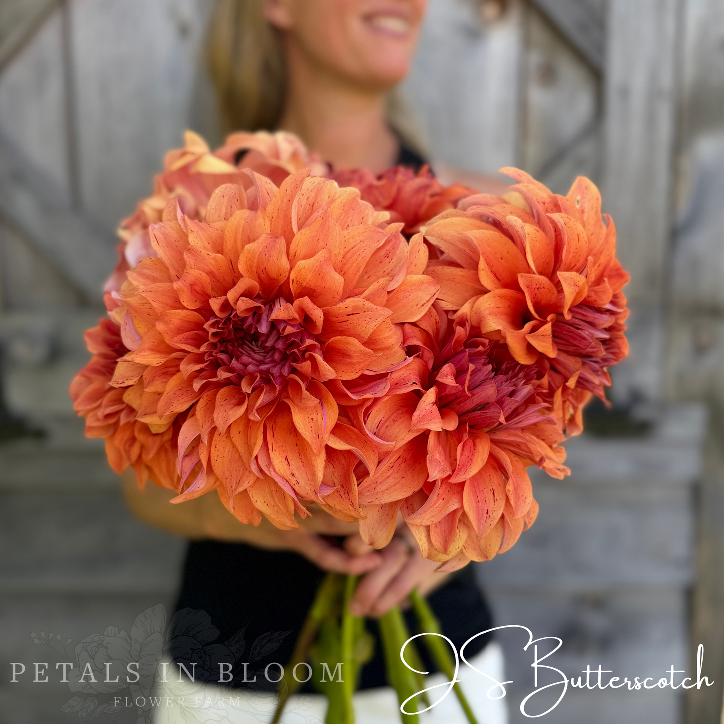 
                  
                    JS Butterscotch Dahlia Tuber
                  
                