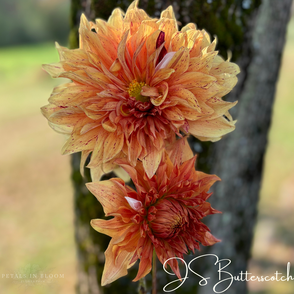 JS Butterscotch Dahlia Tuber – Petals In Bloom Flower Farm