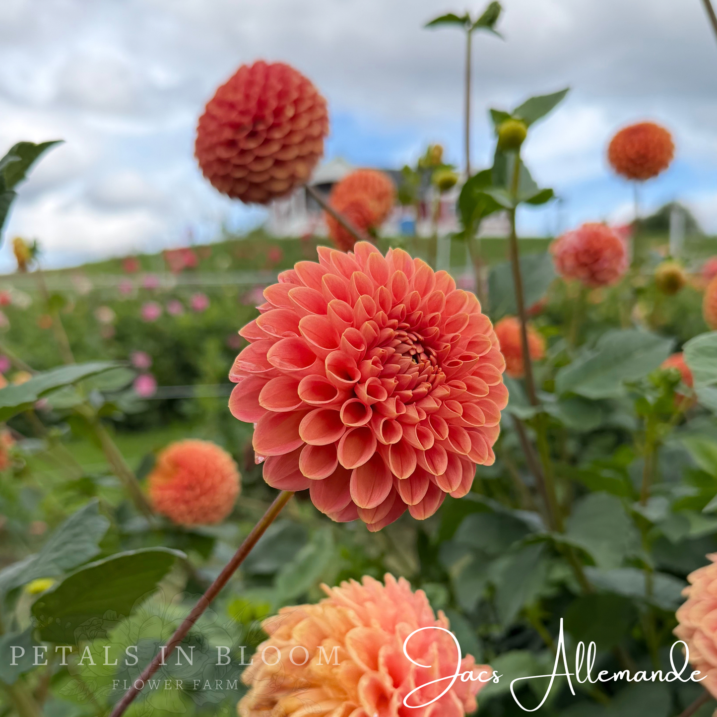 
                  
                    Jacs Allemande Dahlia Tuber
                  
                