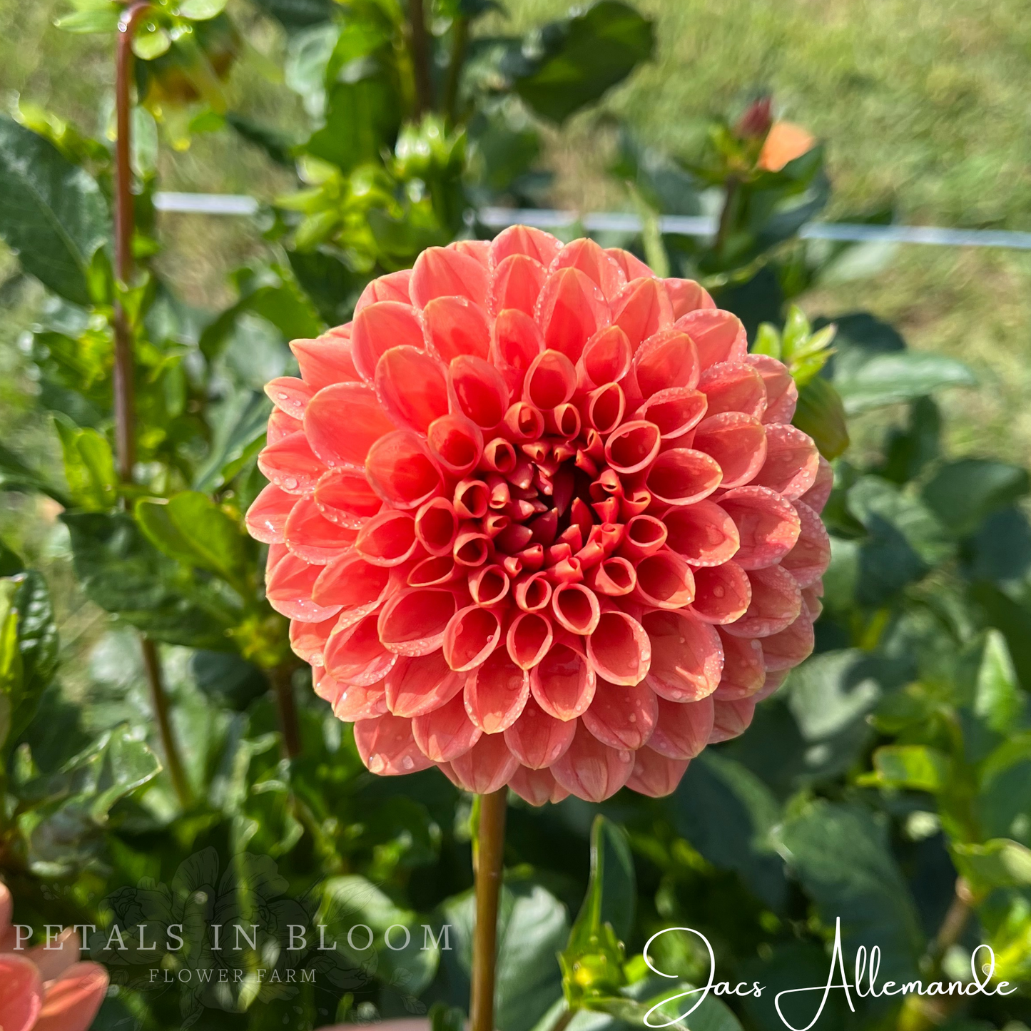 
                  
                    Jacs Allemande Dahlia Tuber
                  
                