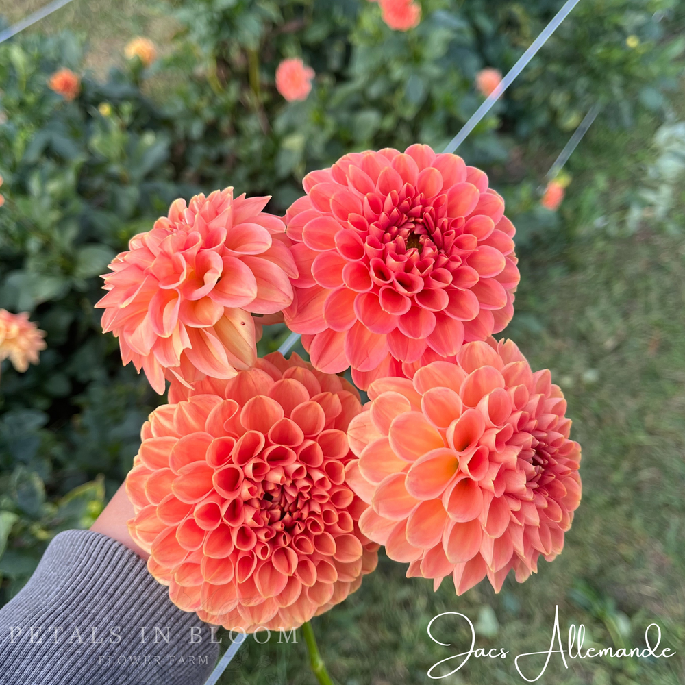 Jacs Allemande Dahlia Tuber
