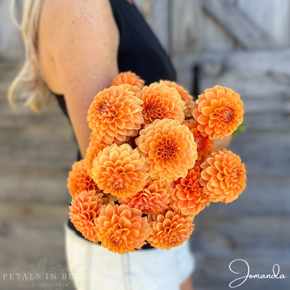 Jomanda Dahlia Tuber