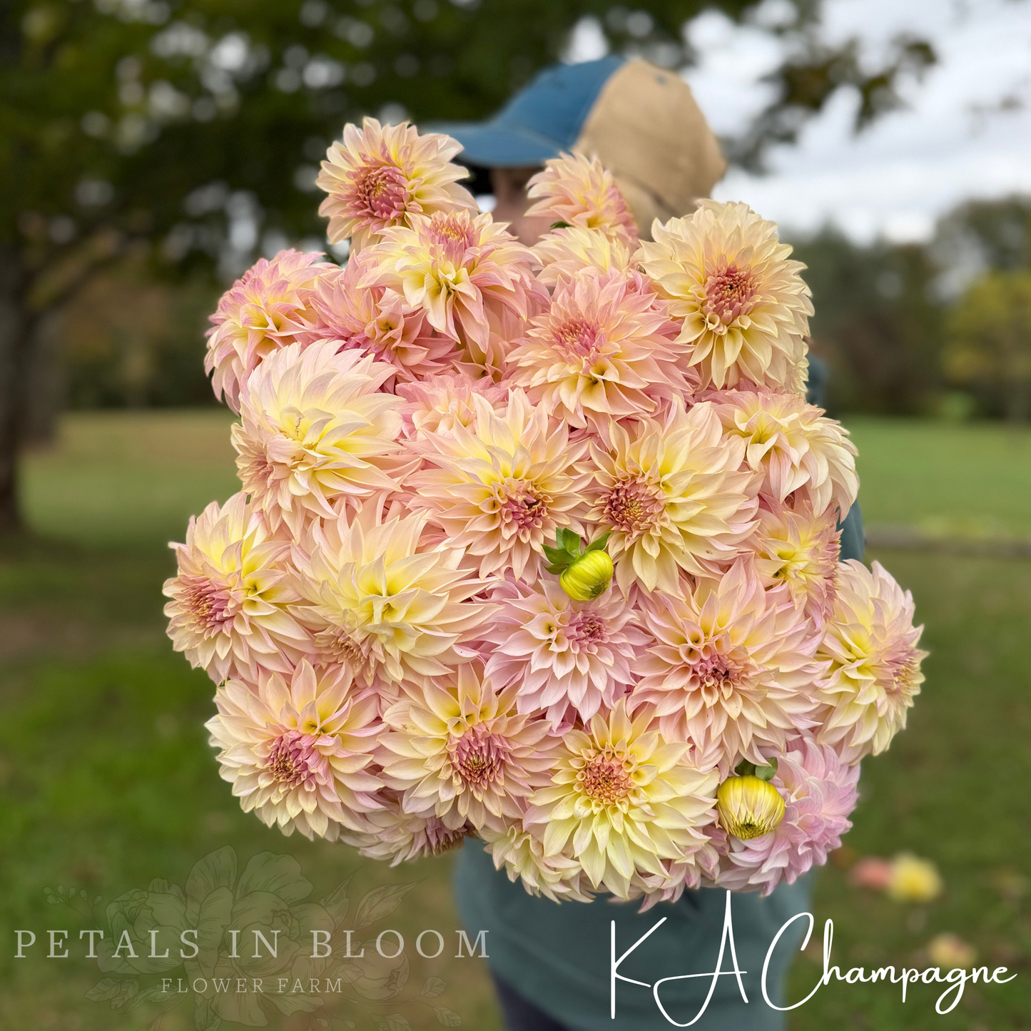 
                  
                    KA’s™ Champagne Dahlia Tuber
                  
                