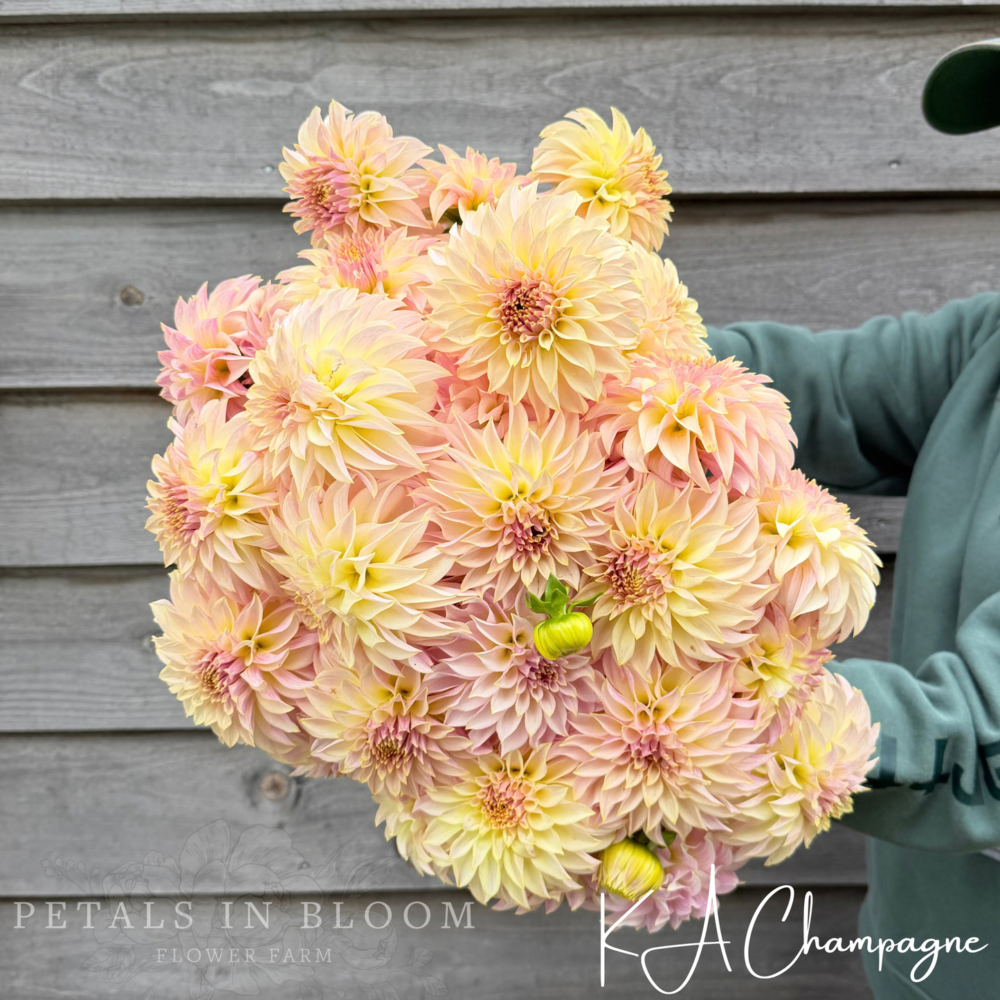 
                  
                    KA’s™ Champagne Dahlia Tuber
                  
                