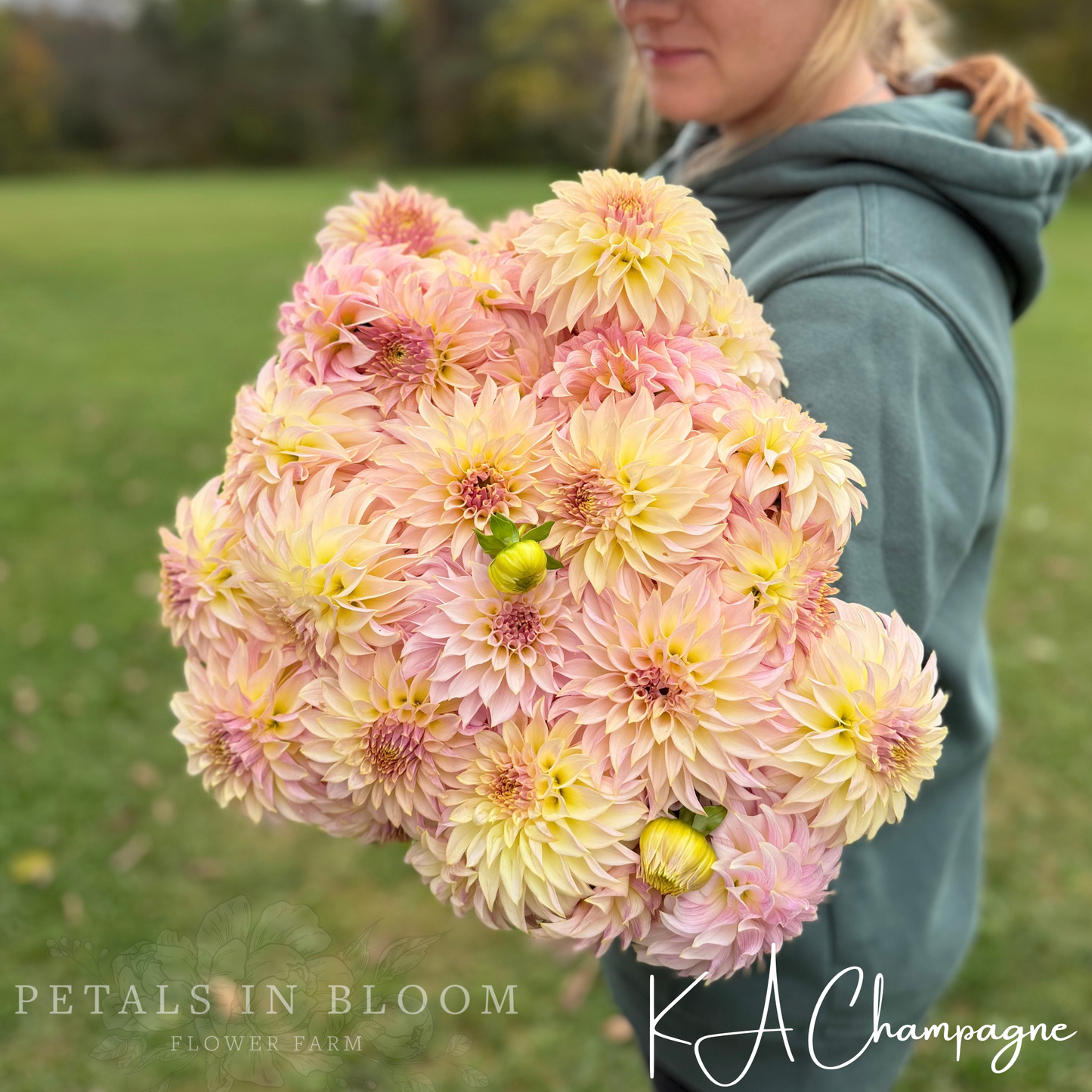 
                  
                    KA’s™ Champagne Dahlia Tuber
                  
                