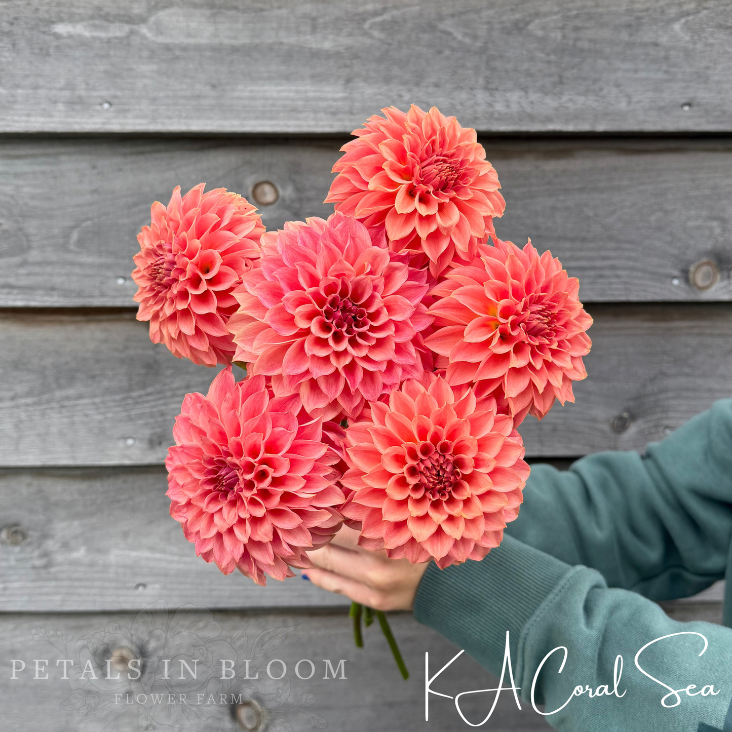 
                  
                    KA's Coral Sea Dahlia Tuber
                  
                