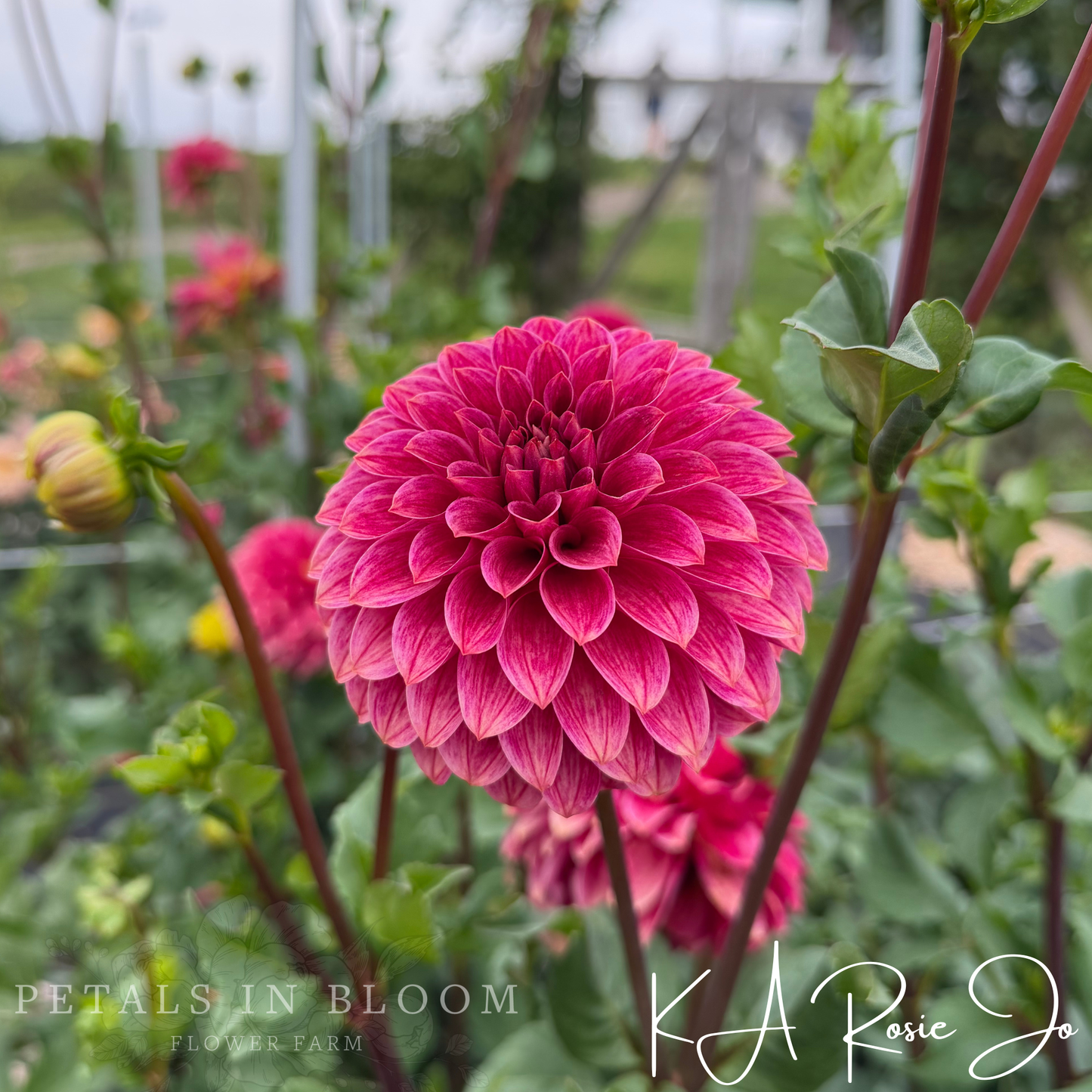
                  
                    KA’s® Rosie Jo Dahlia Tuber
                  
                