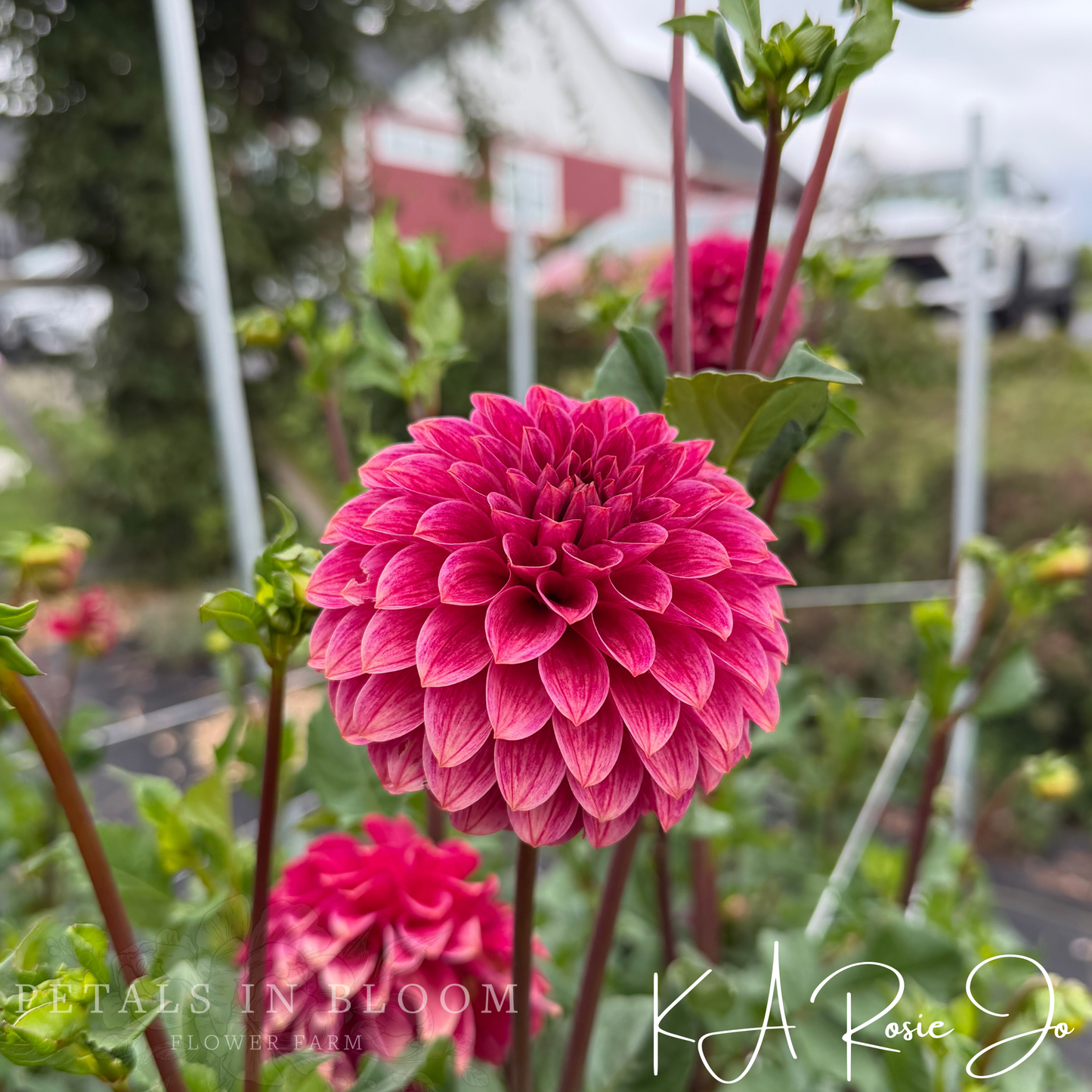 
                  
                    KA’s® Rosie Jo Dahlia Tuber
                  
                