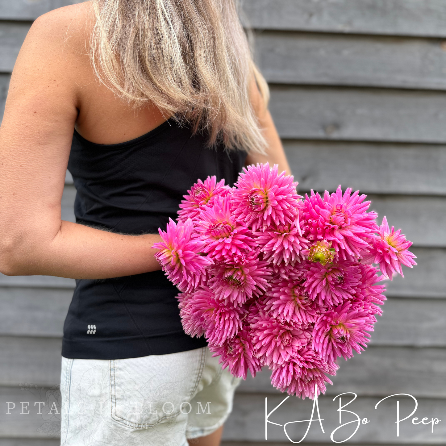 
                  
                    KA’s® Bo Peep Dahlia Tuber
                  
                