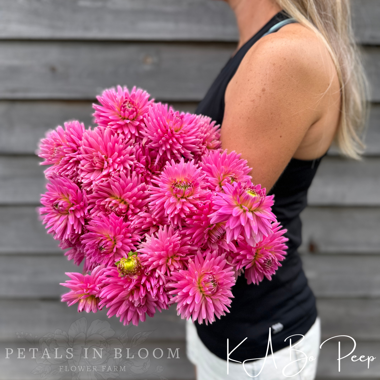 
                  
                    KA’s® Bo Peep Dahlia Tuber
                  
                