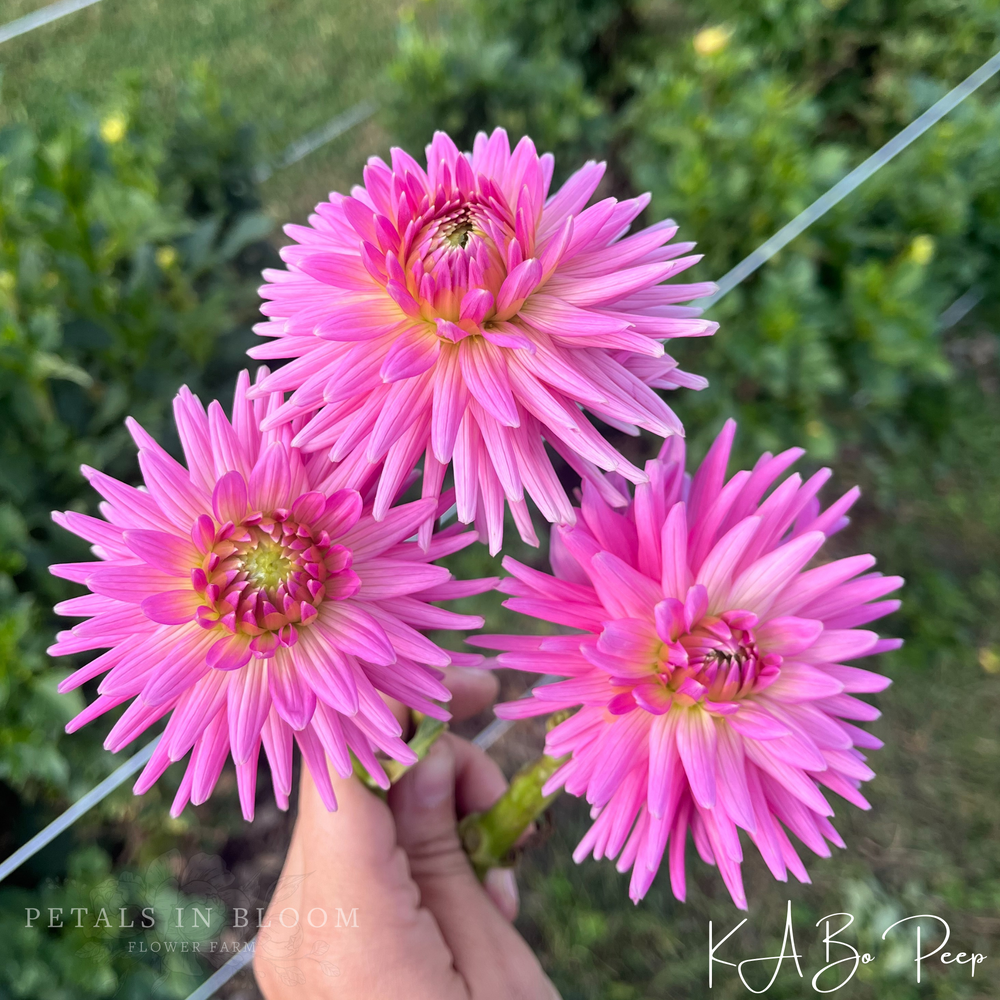 
                  
                    KA’s® Bo Peep Dahlia Tuber
                  
                