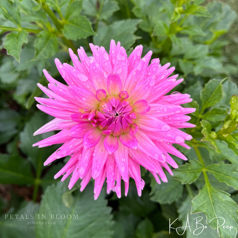 KA’s® Bo Peep Dahlia Tuber