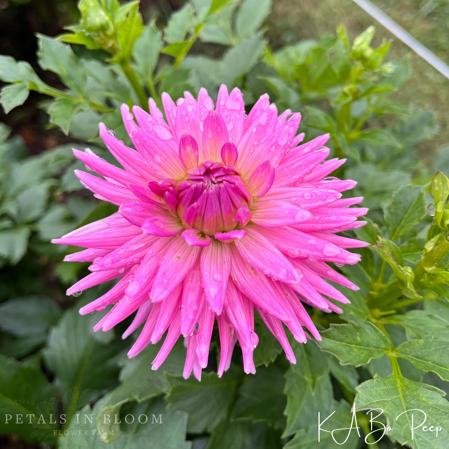 
                  
                    KA’s® Bo Peep Dahlia Tuber
                  
                