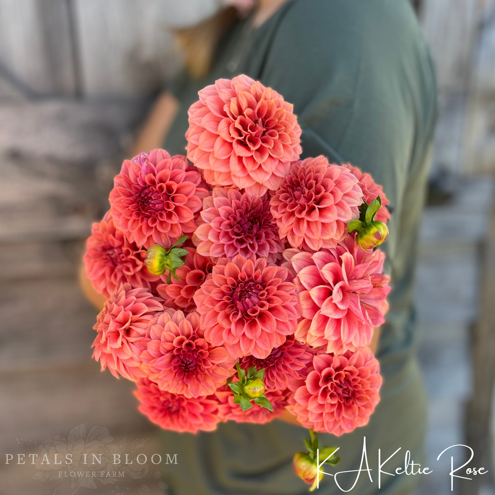 KA’s® Keltie Rose Dahlia Tuber