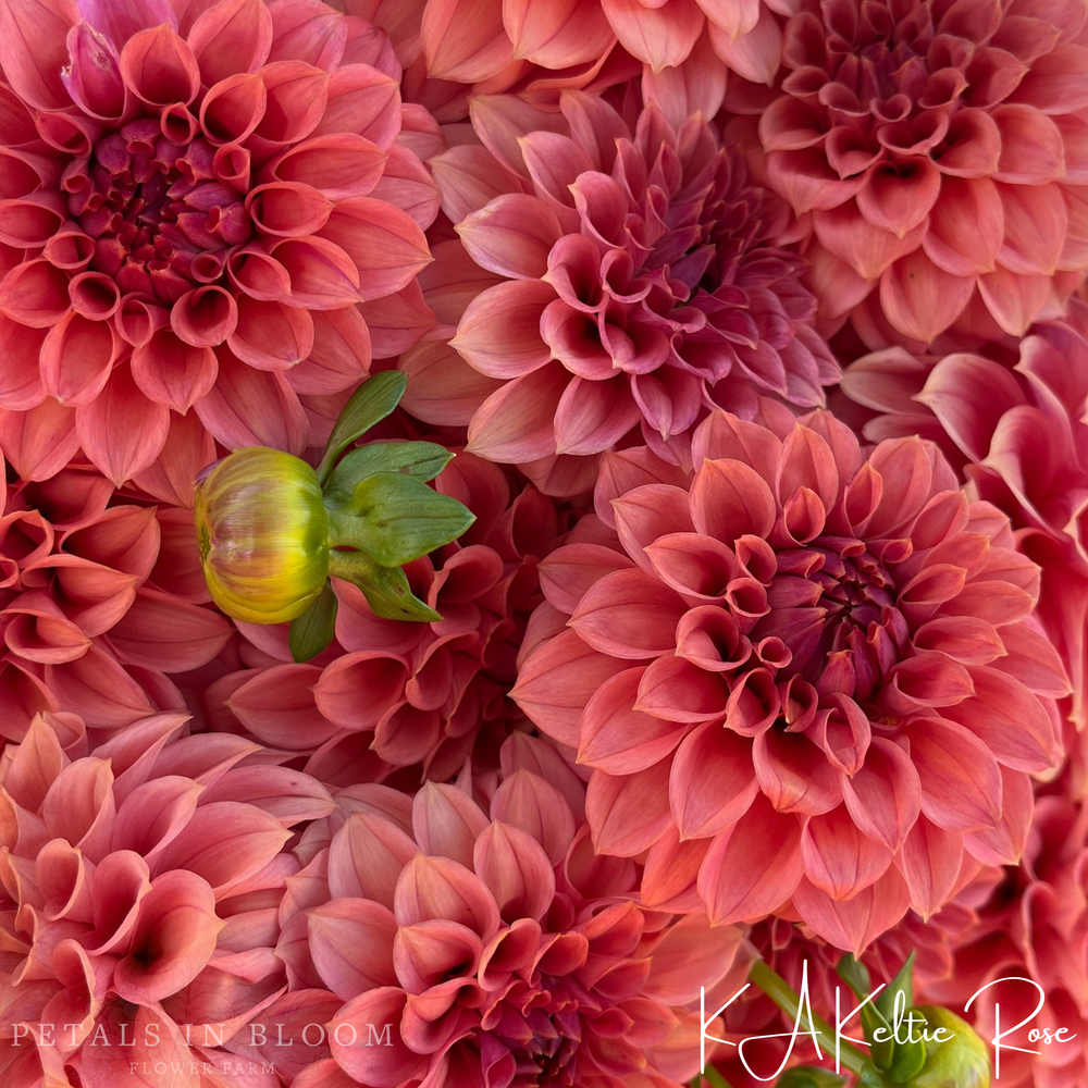 
                  
                    KA’s® Keltie Rose Dahlia Tuber
                  
                