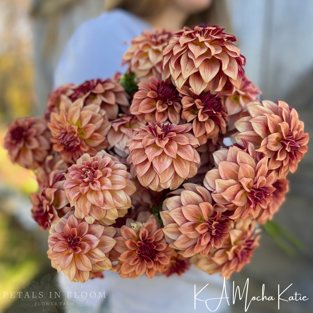KA's® Mocha Katie Dahlia Tuber