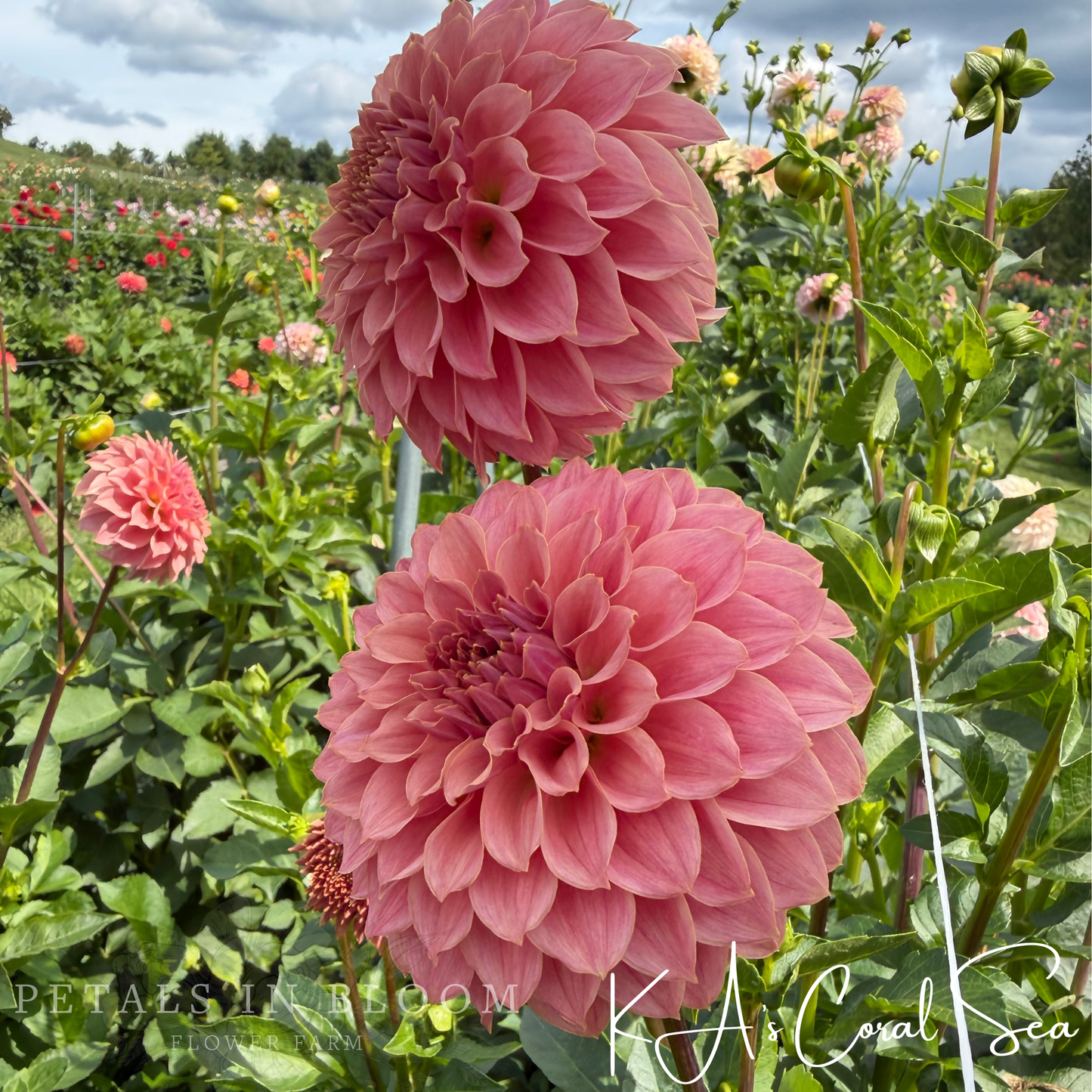 
                  
                    KA's Coral Sea Dahlia Tuber
                  
                