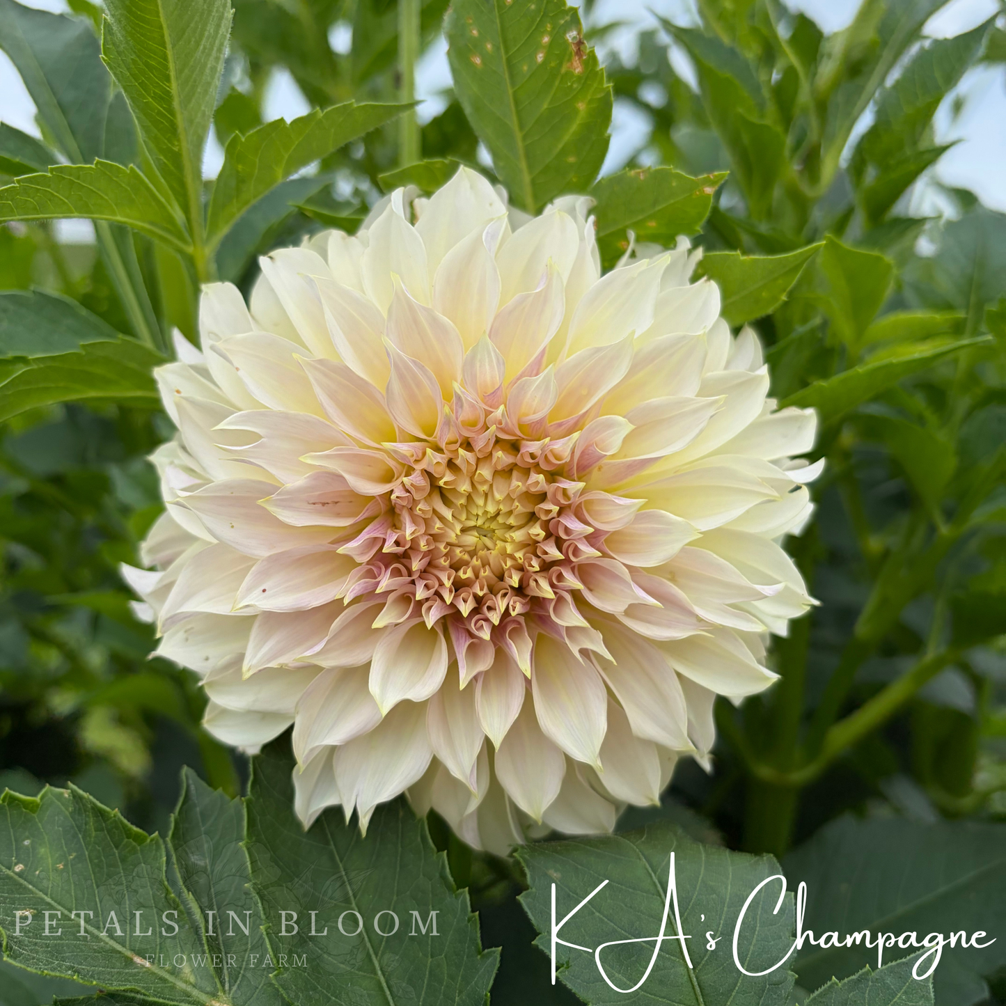 
                  
                    KA’s™ Champagne Dahlia Tuber
                  
                