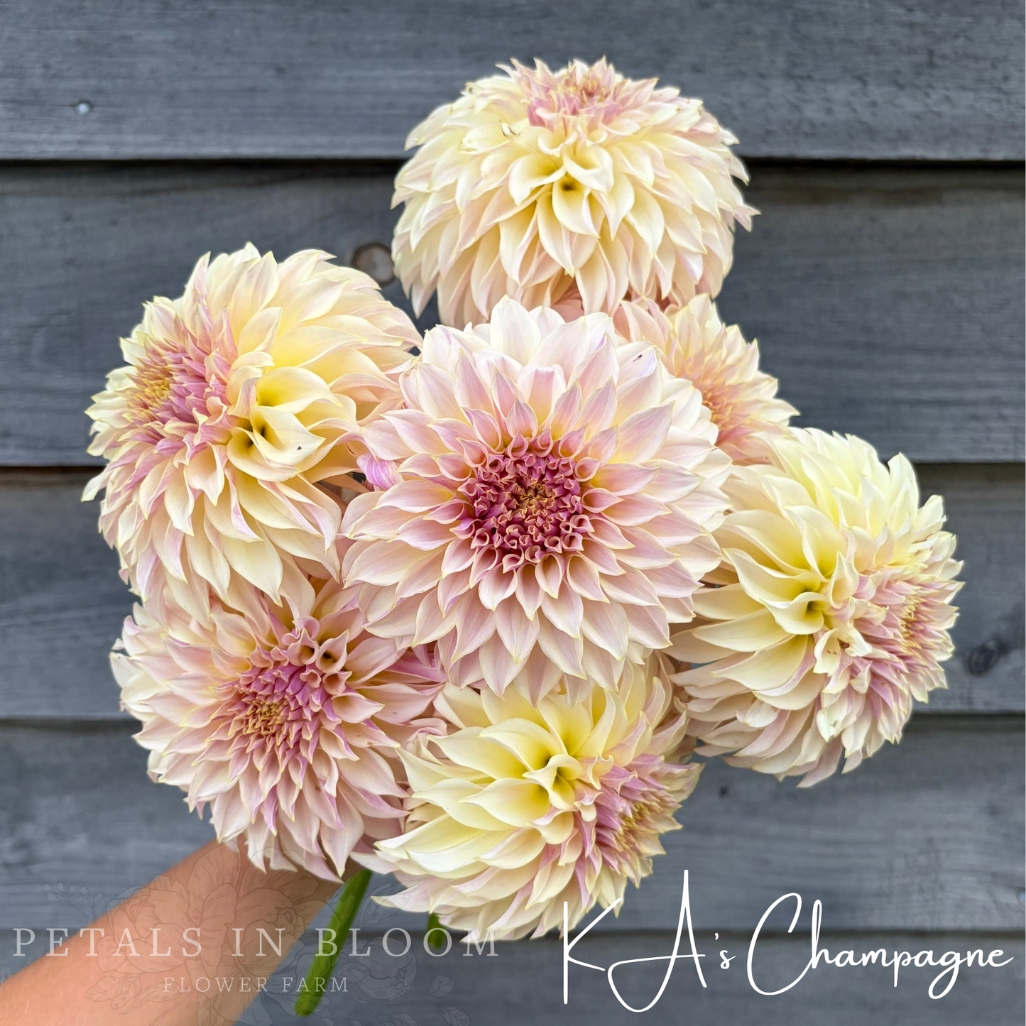 
                  
                    KA’s™ Champagne Dahlia Tuber
                  
                