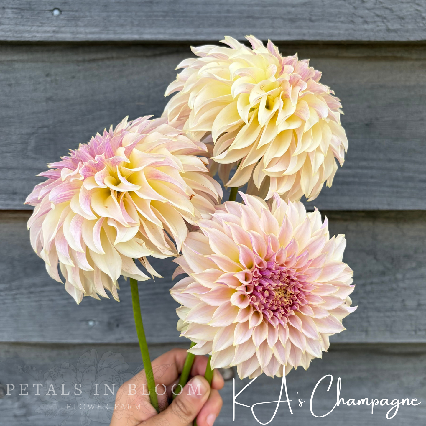 
                  
                    KA’s™ Champagne Dahlia Tuber
                  
                