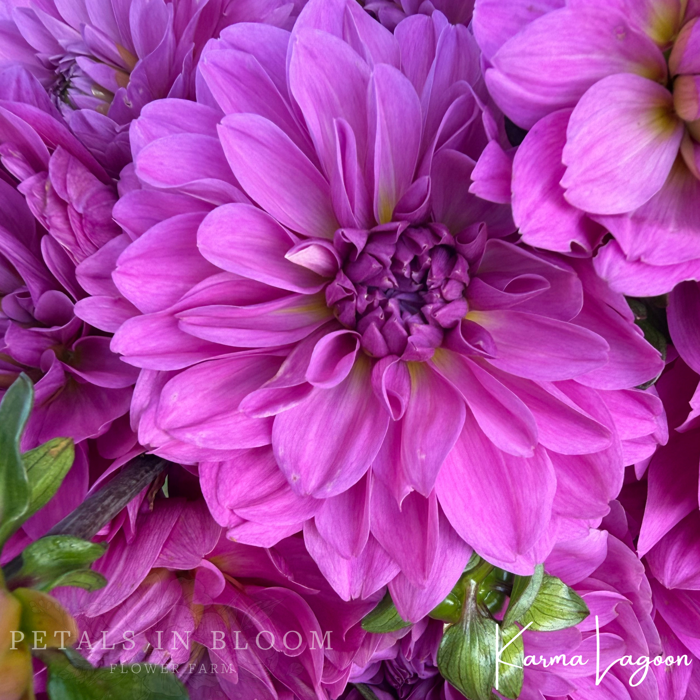 
                  
                    Karma Lagoon Dahlia Tubers
                  
                