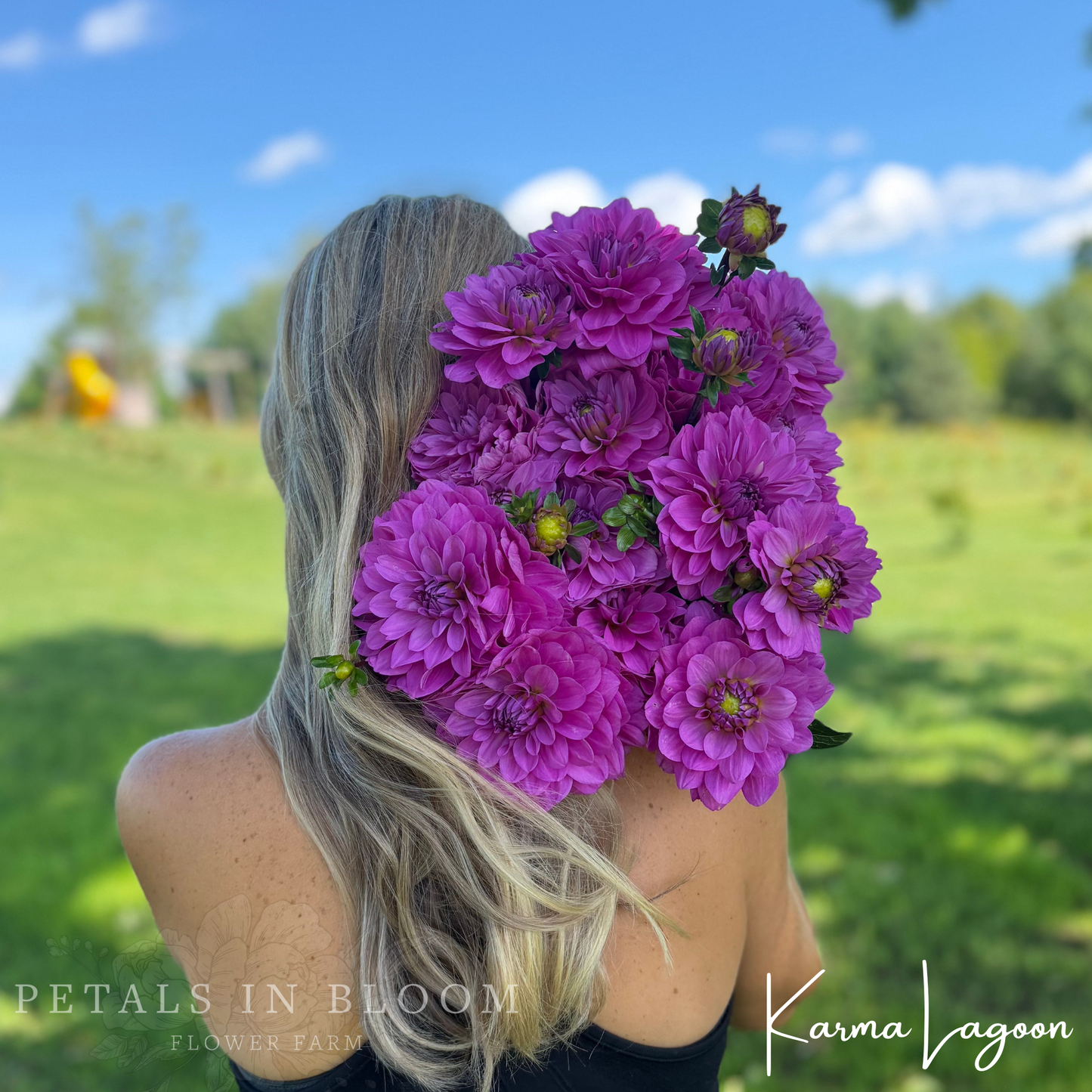 
                  
                    Karma Lagoon Dahlia Tubers
                  
                