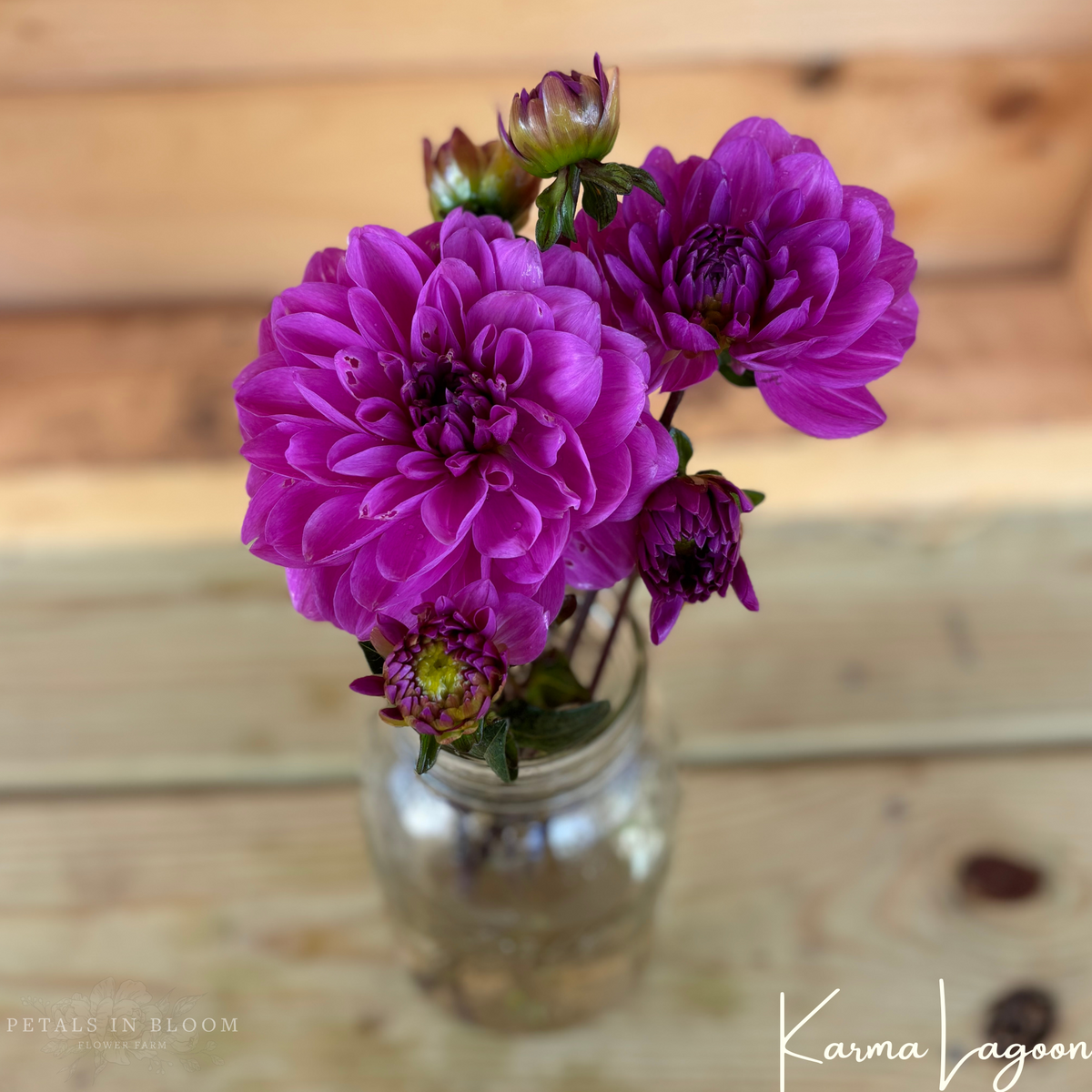 Karma Lagoon Dahlia Tubers – Petals In Bloom Flower Farm