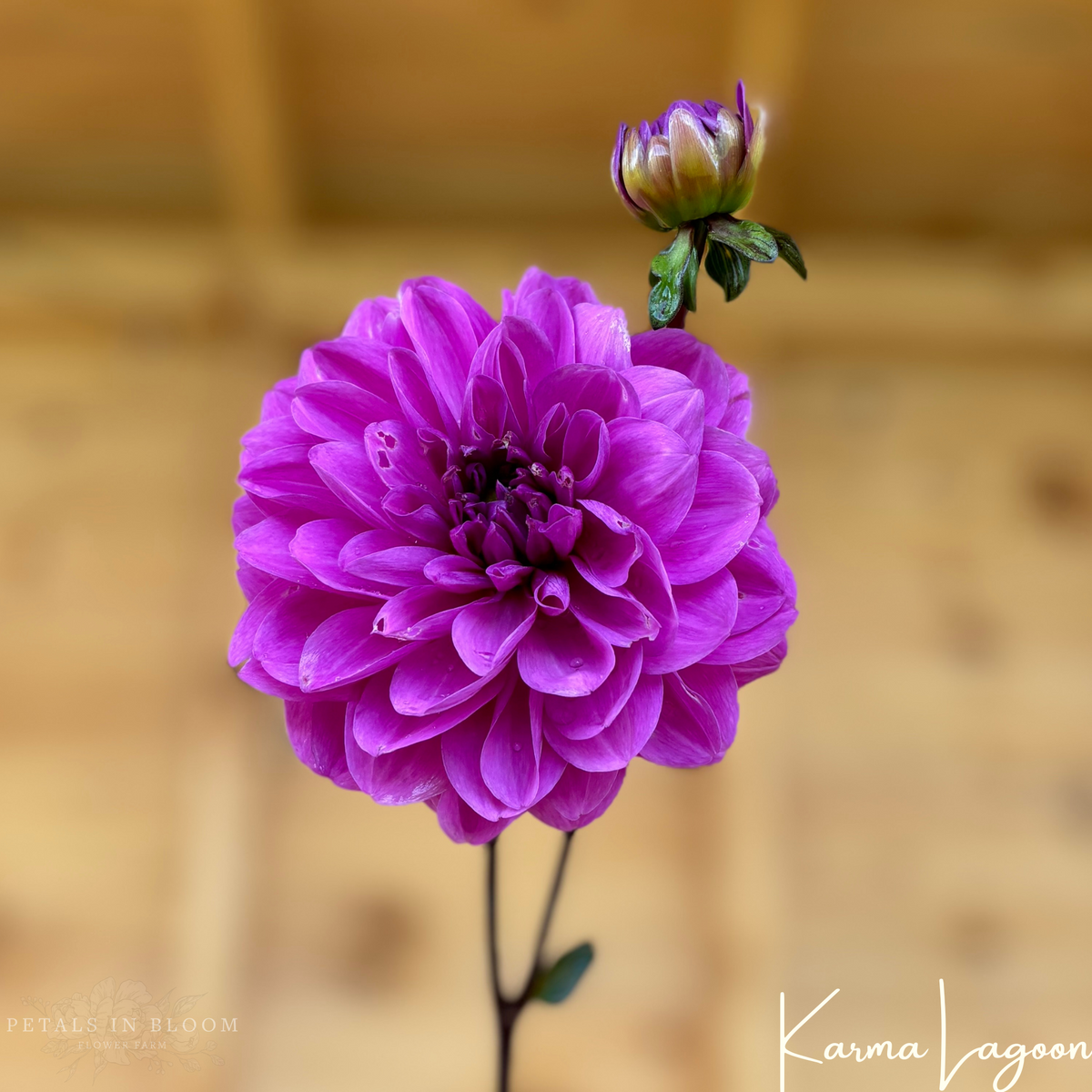 Karma Lagoon Dahlia Tubers – Petals In Bloom Flower Farm