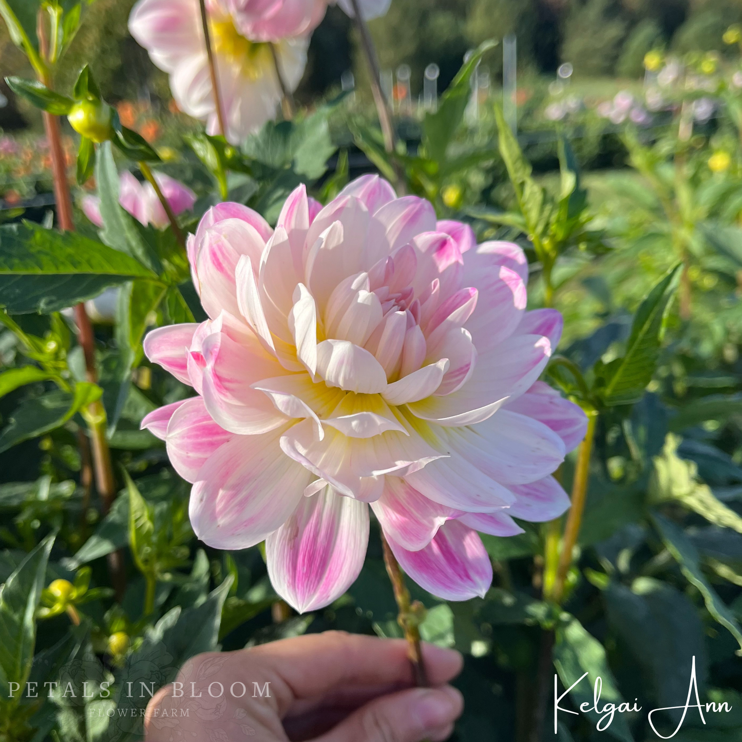 
                  
                    Kelgai Ann Dahlia Tubers
                  
                