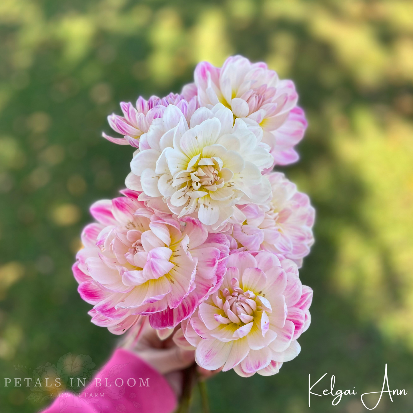 
                  
                    Kelgai Ann Dahlia Tubers
                  
                