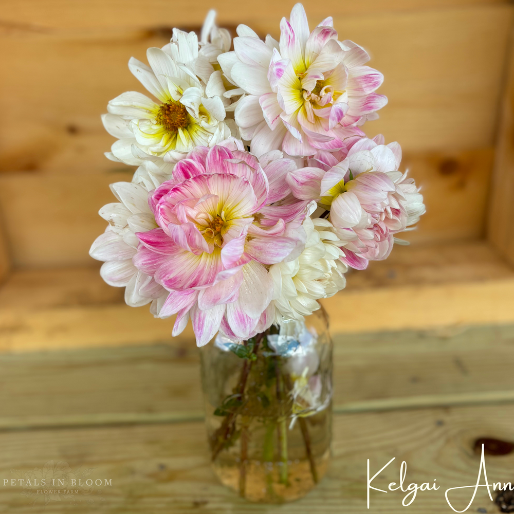Kelgai Ann Dahlia Tubers – Petals In Bloom Flower Farm
