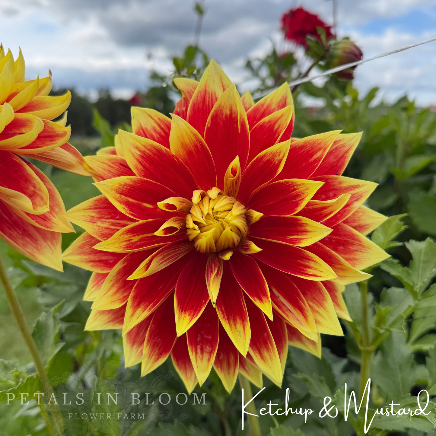 
                  
                    Ketchup & Mustard Dahlia Tubers
                  
                