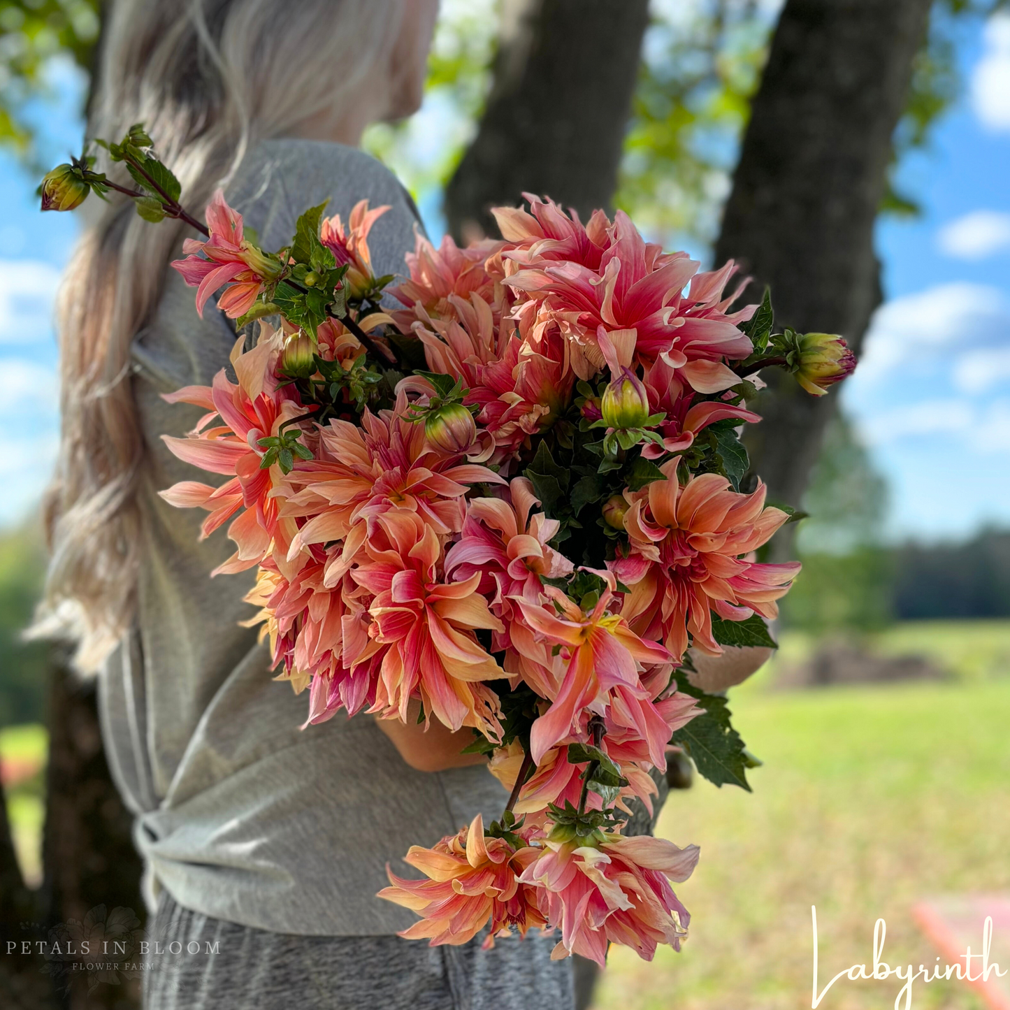 
                  
                    Labyrinth Dahlia Tubers
                  
                