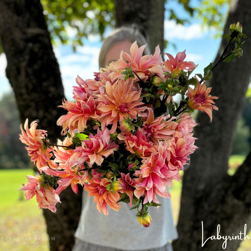 
                  
                    Labyrinth Dahlia Tubers
                  
                