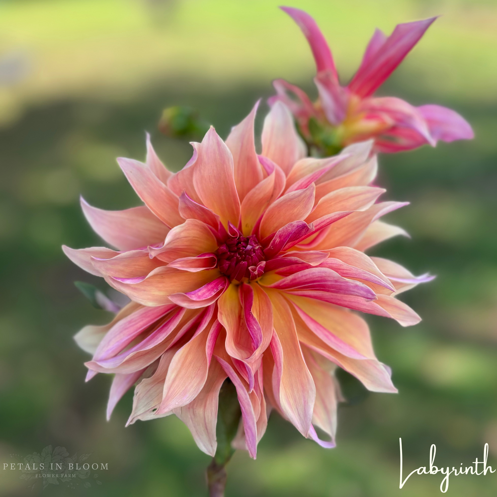 Labyrinth Dahlia Tubers