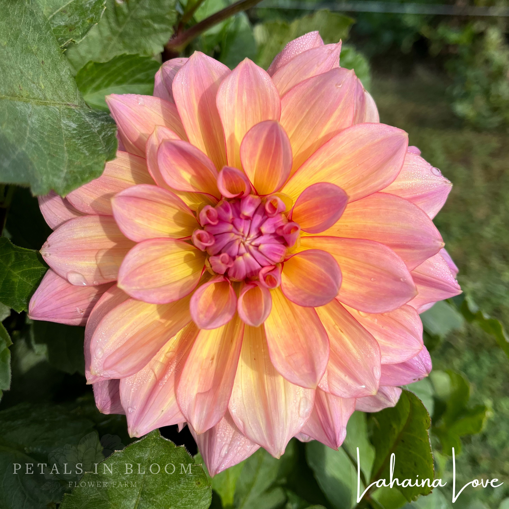 Lahaina Love Dahlia Tuber