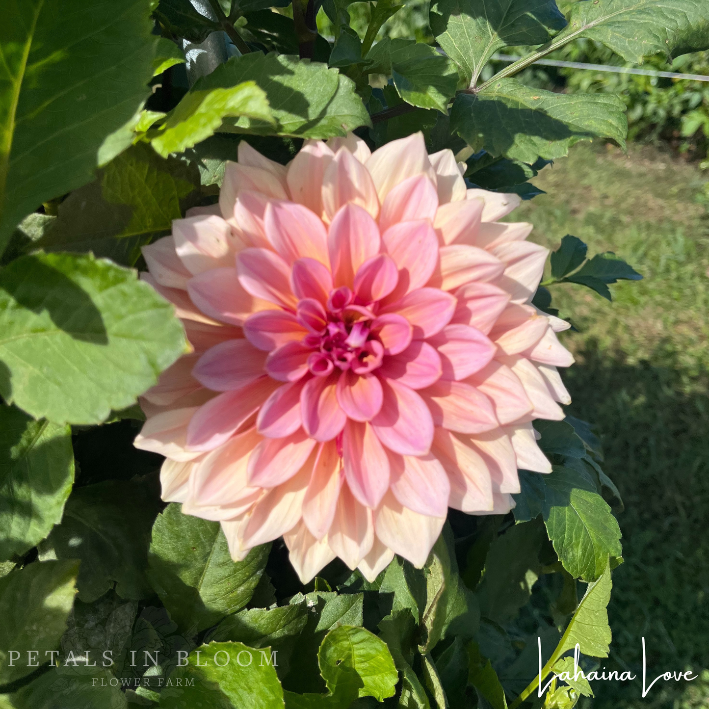 
                  
                    Lahaina Love Dahlia Tuber
                  
                