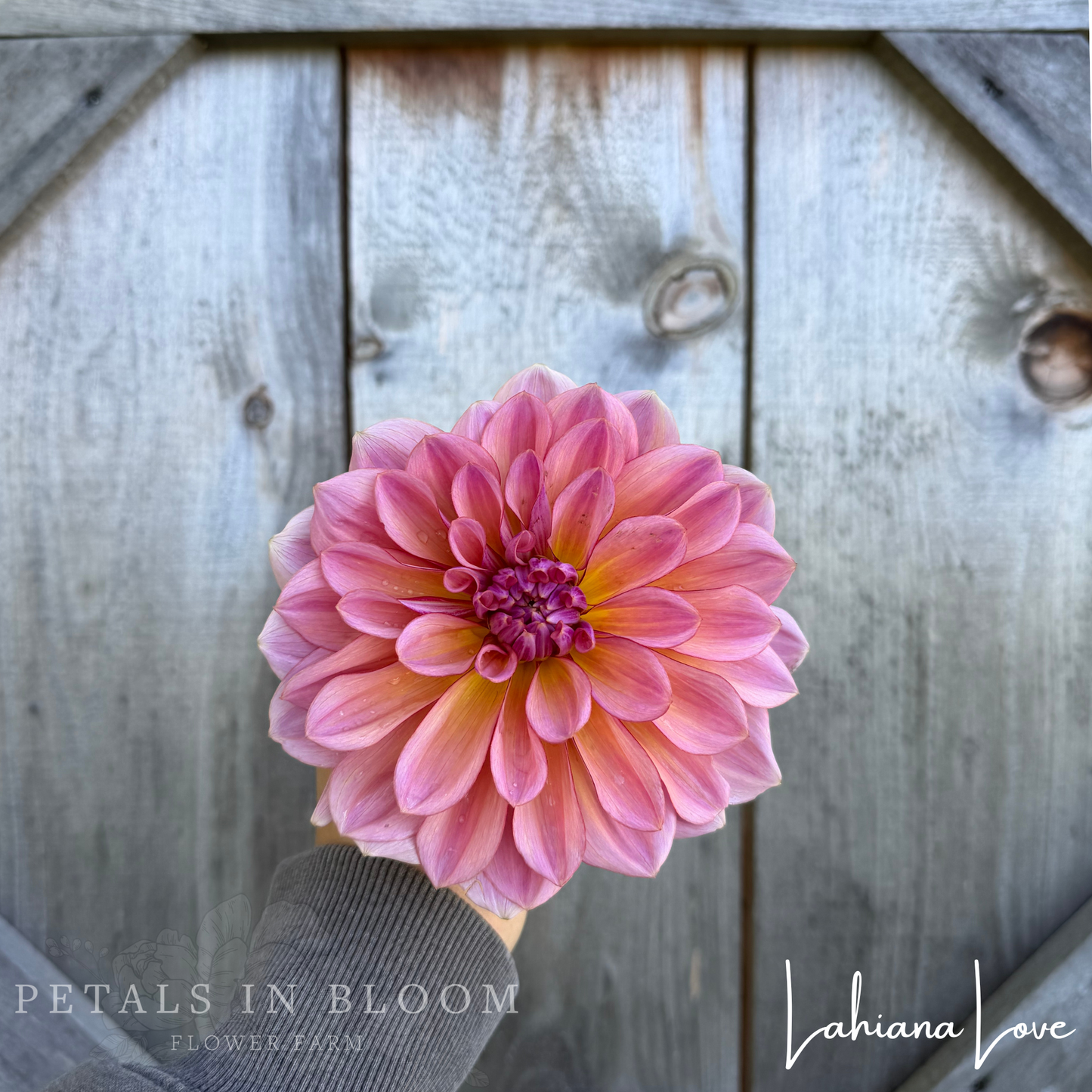 
                  
                    Lahaina Love Dahlia Tuber
                  
                