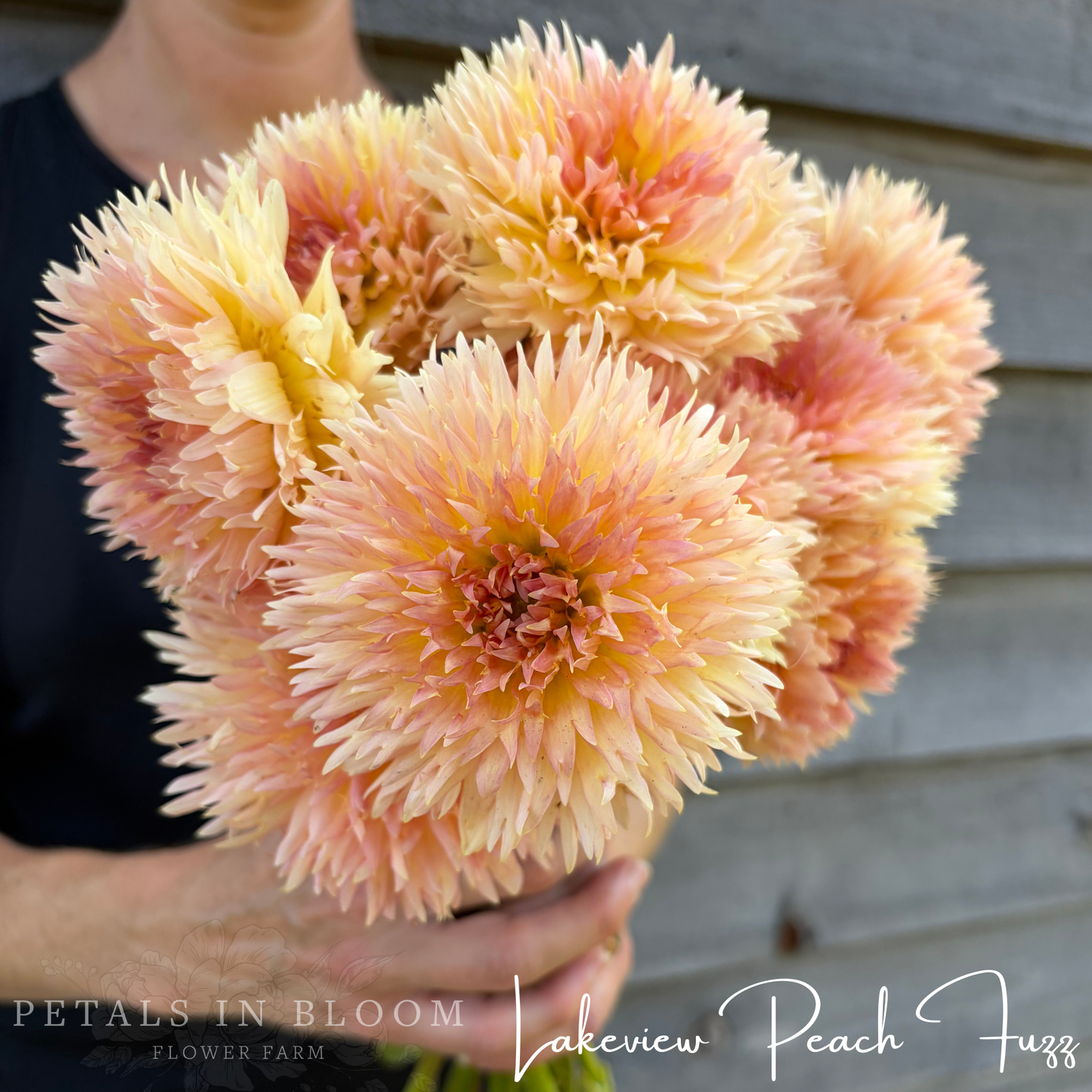 
                  
                    Lakeview Peach Fuzz Dahlia Tuber
                  
                